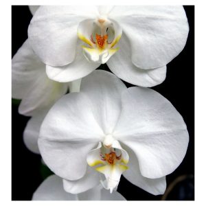 Yodeyma Orchid