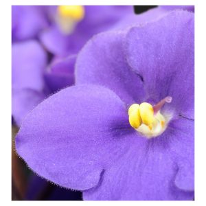 Yodeyma Violet Flower